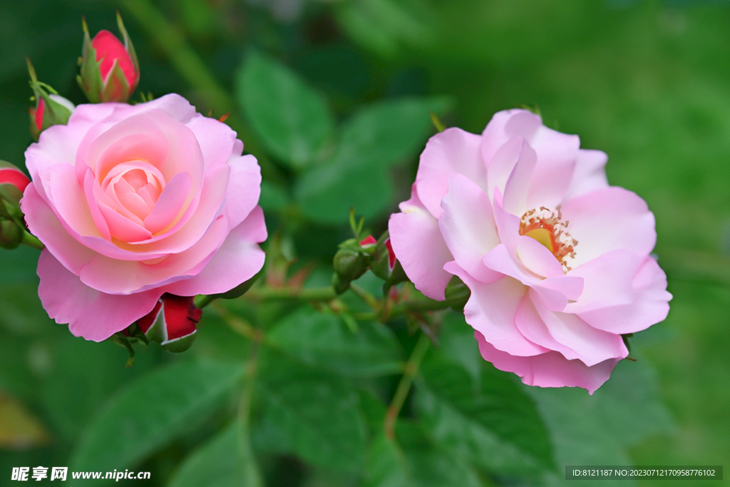 月季花