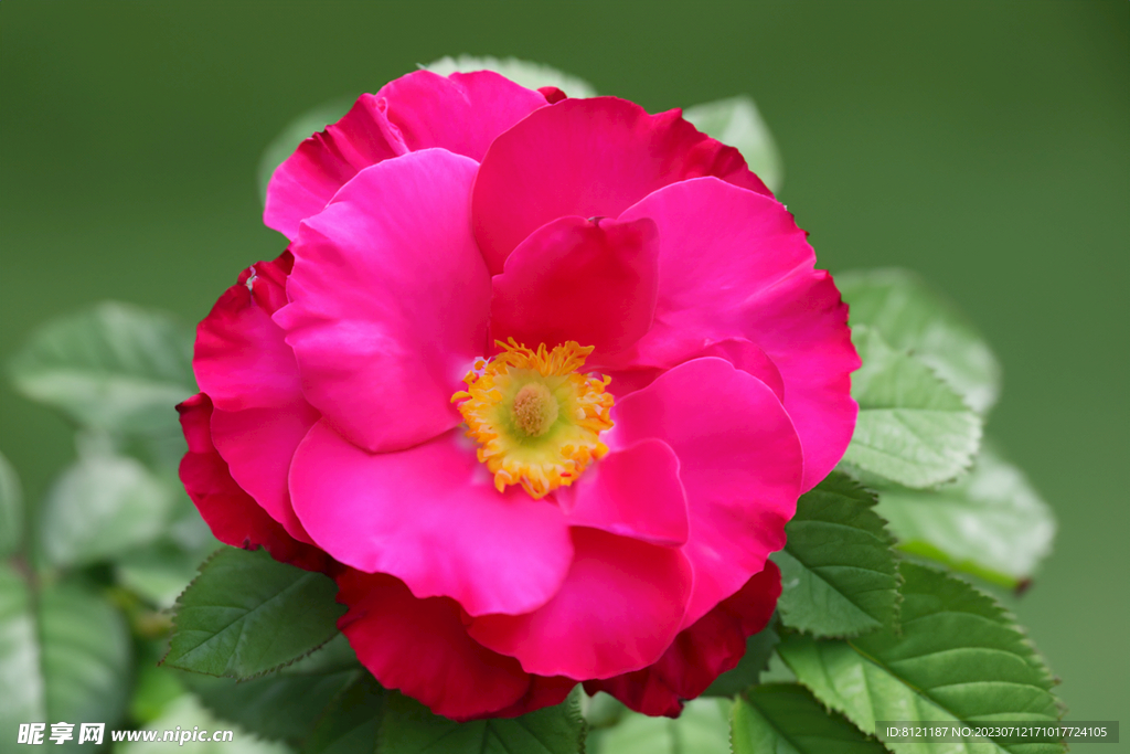 月季花