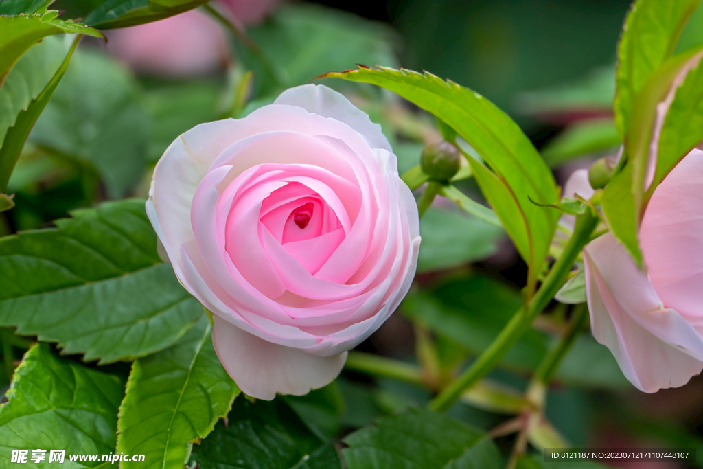 月季花