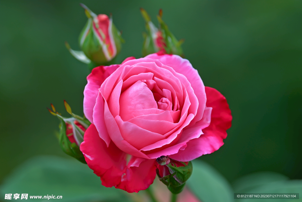 月季花