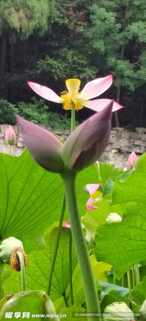 荷花