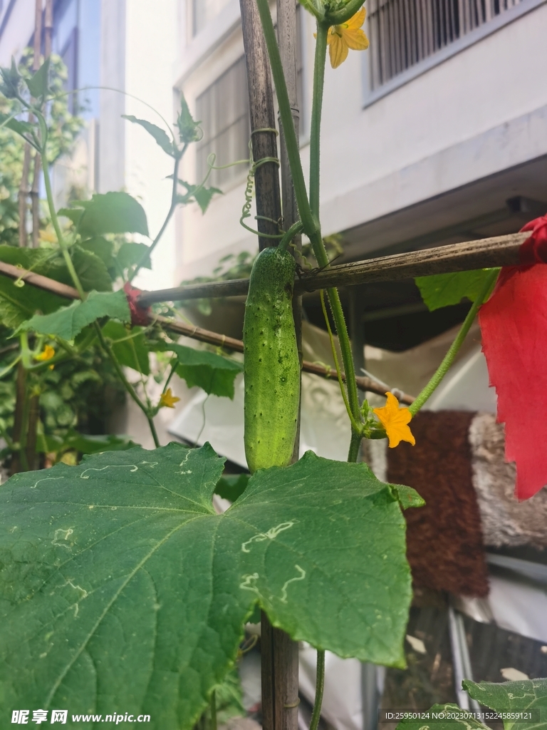 黄瓜花