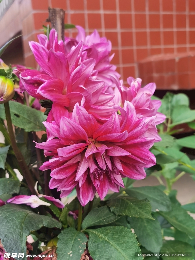 地瓜花