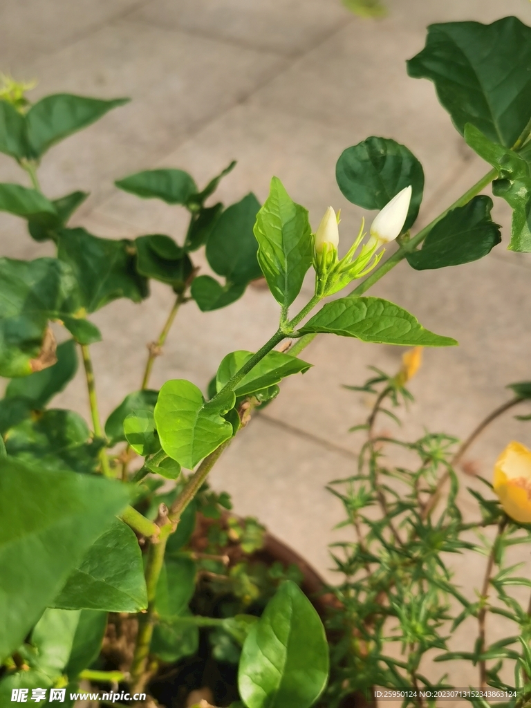 茉莉花