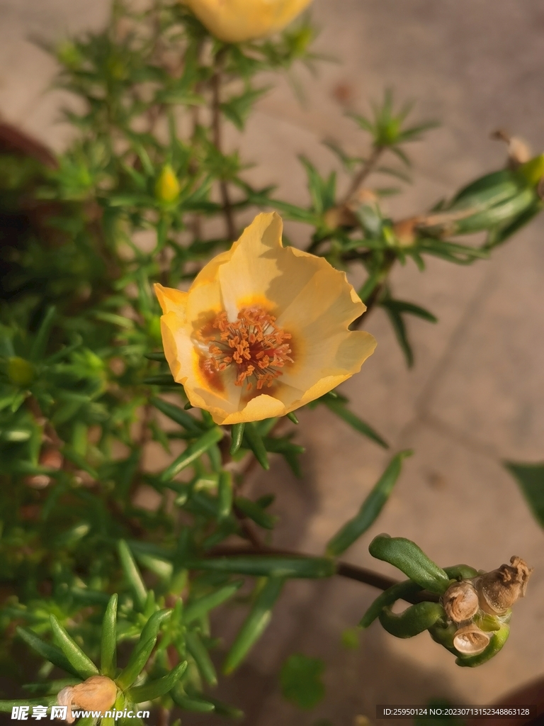 太阳花