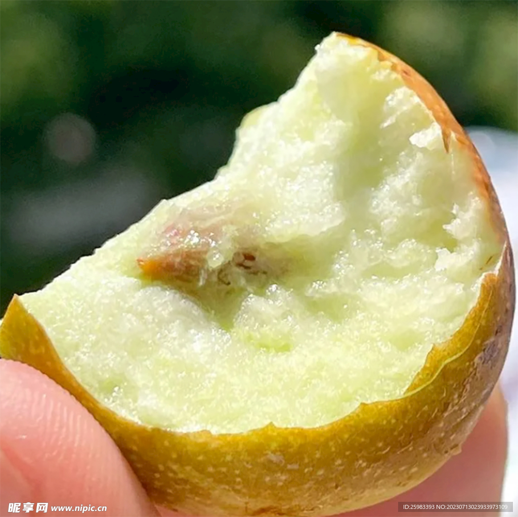 西北大脆枣