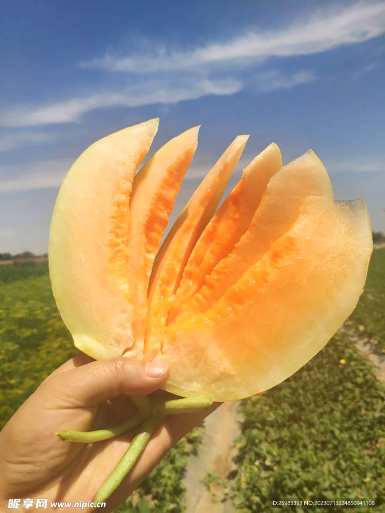 蜜瓜
