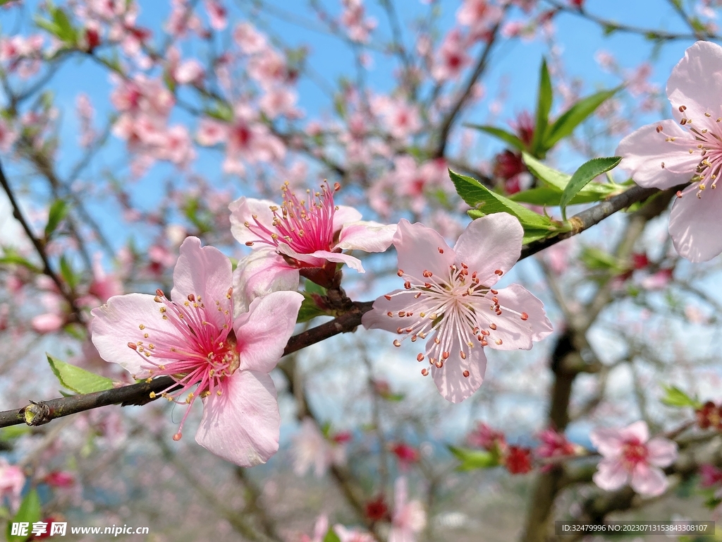 春天桃花