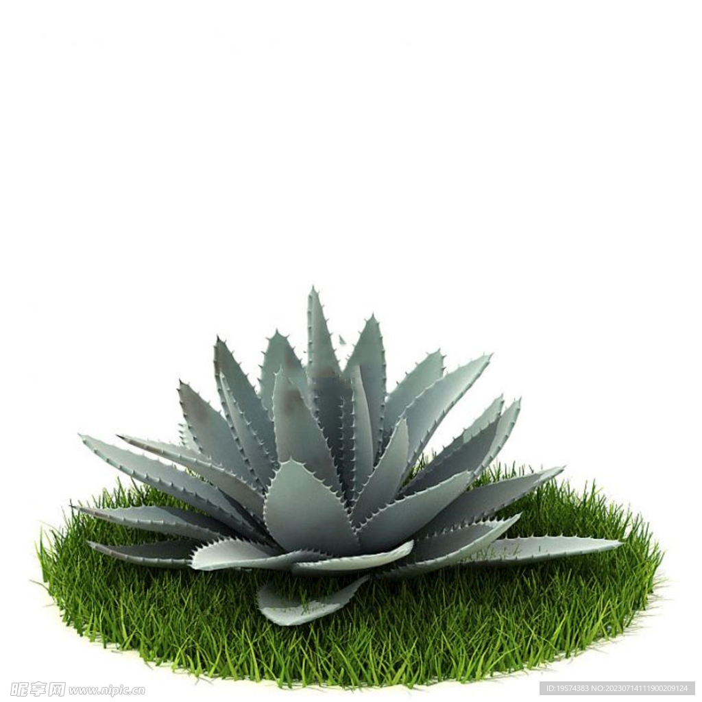 C4D模型 芦荟