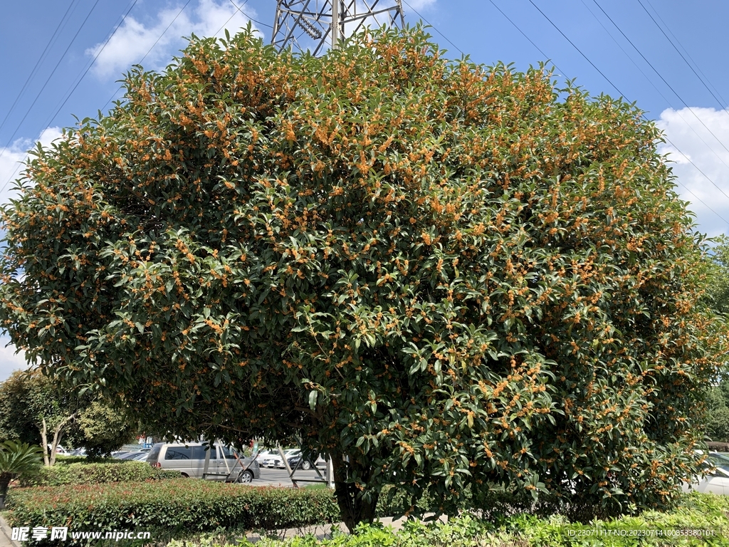 桂花树