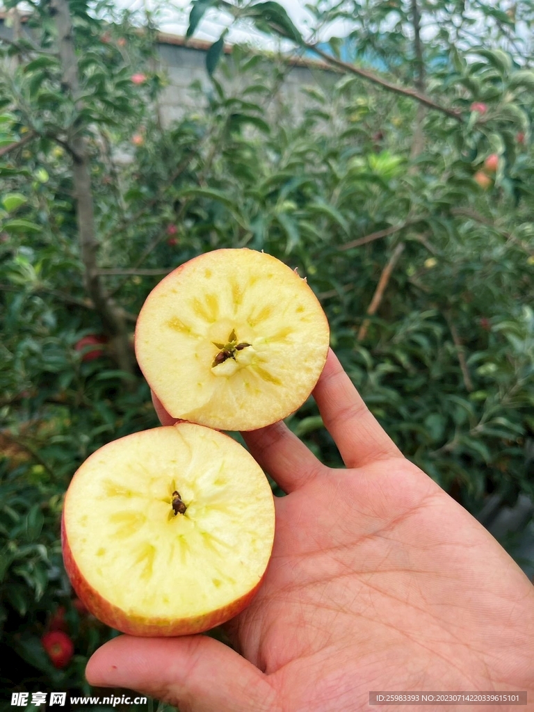 糖心苹果