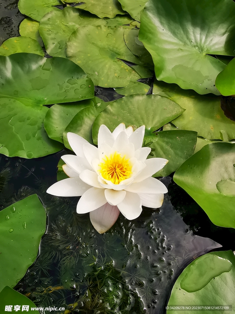 荷花