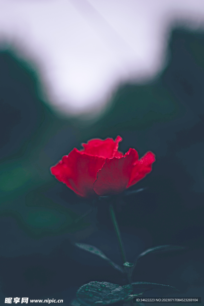 玫瑰
