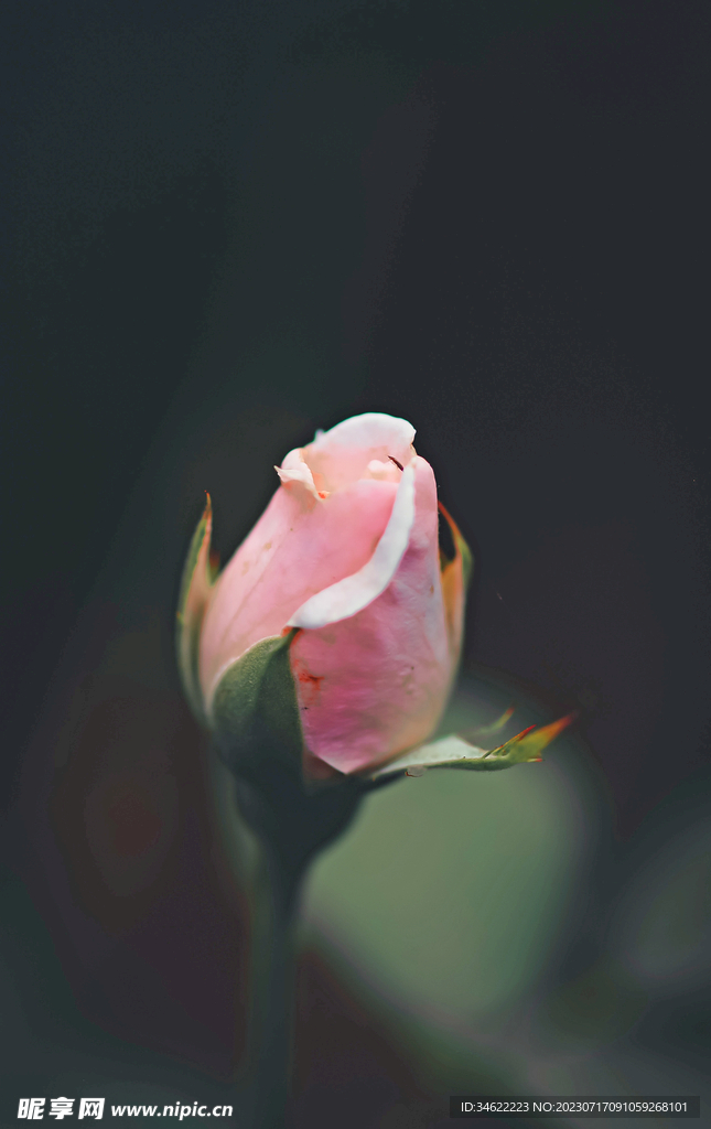 玫瑰 