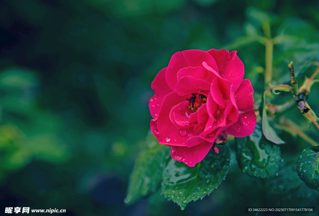 玫瑰花