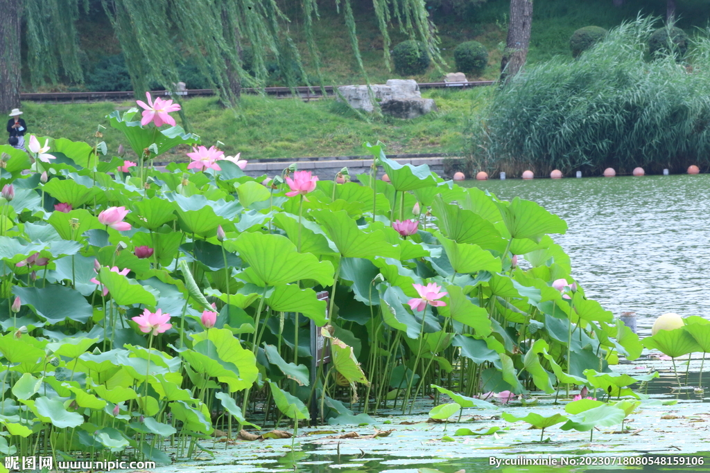 公园风景