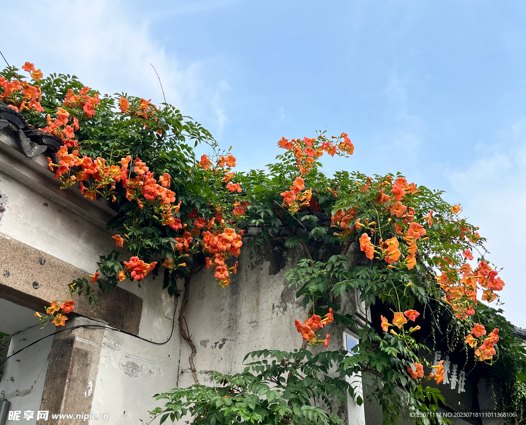 凌霄花