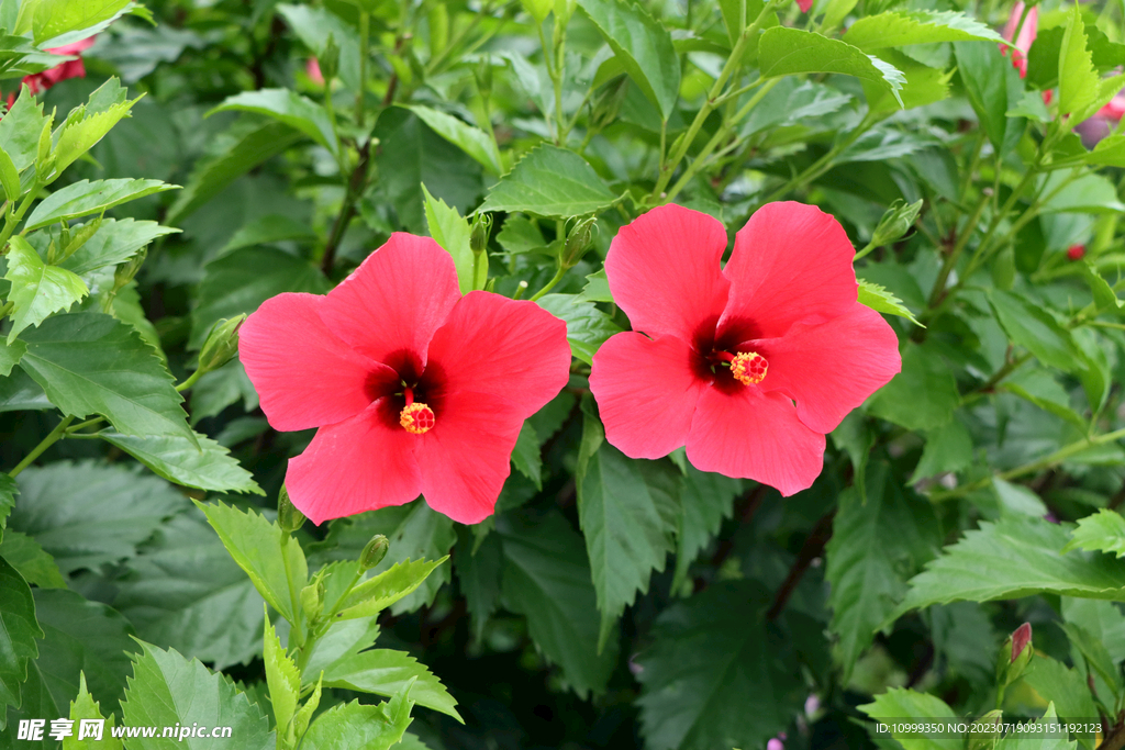 扶桑花
