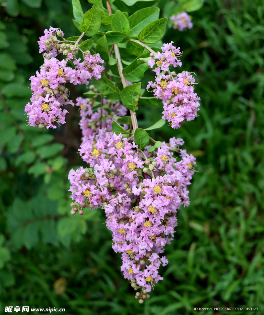 紫薇花