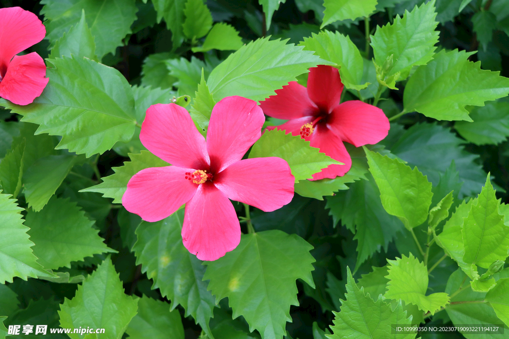 扶桑花