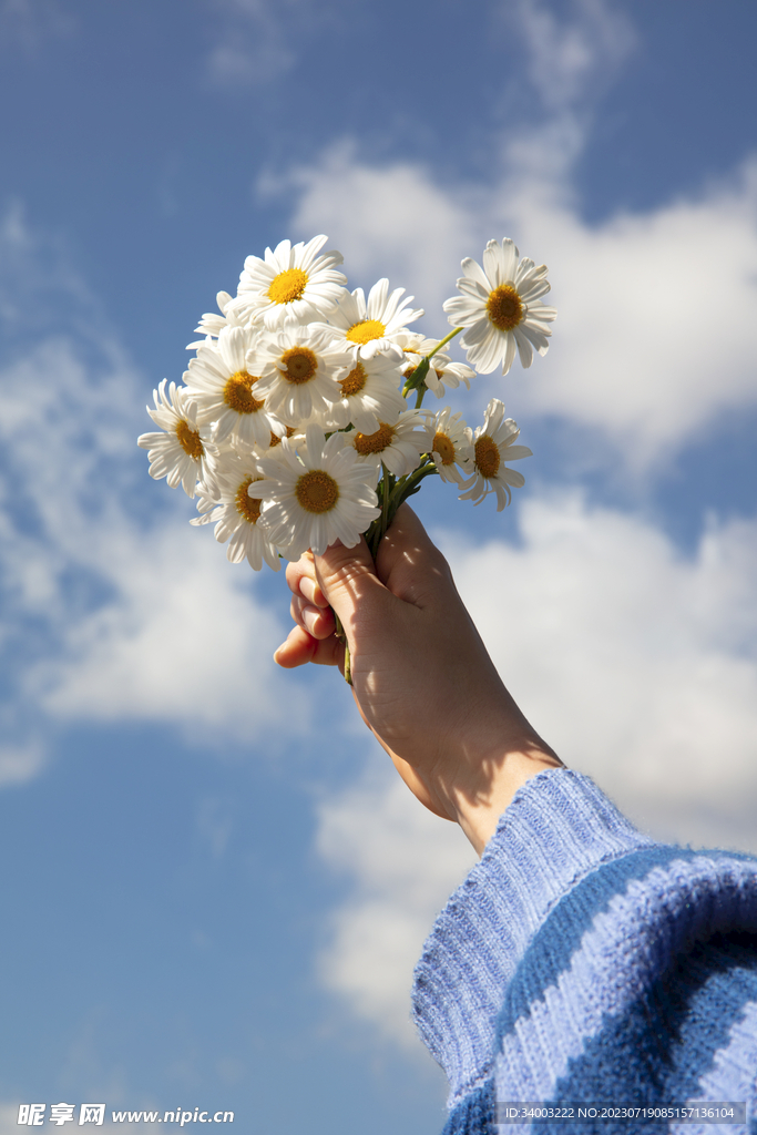 手捧一把小雏菊