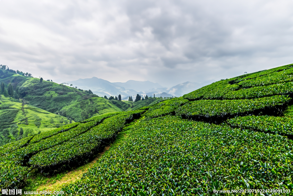 茶山
