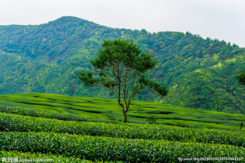 茶山