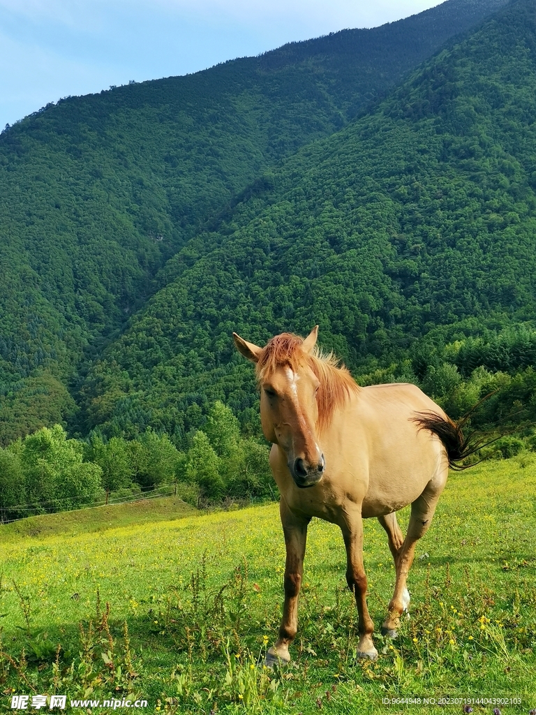 高原上的马