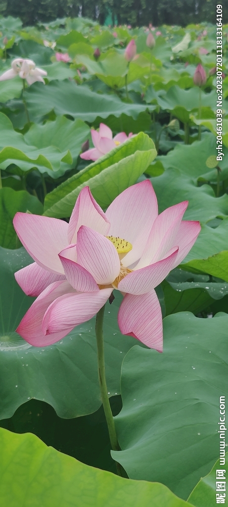 荷花