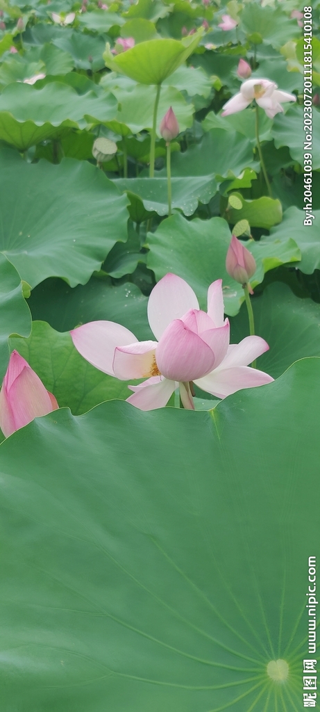 荷花