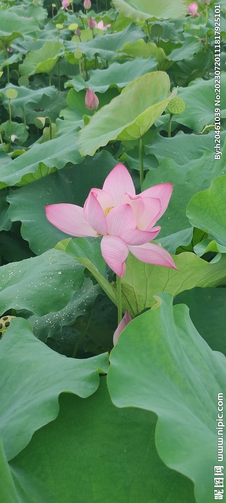 荷花