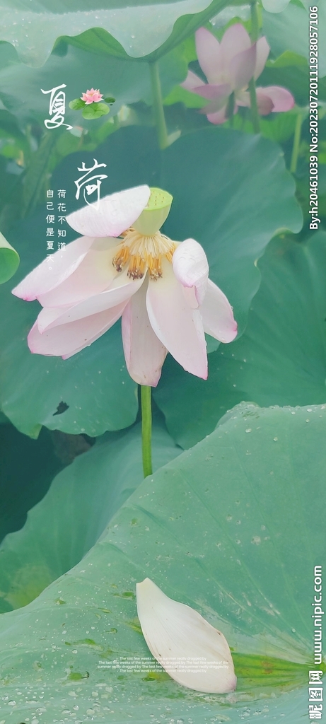 荷花