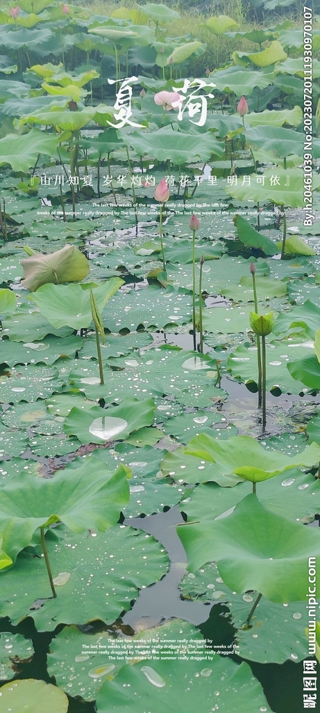 荷花