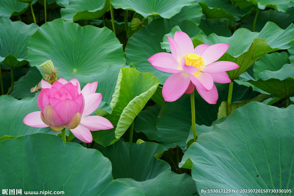 盛夏的荷花荷叶