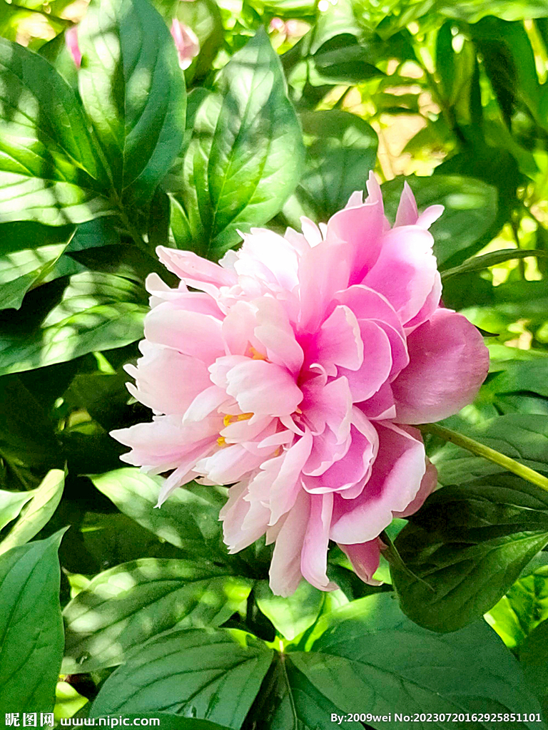 芍药花开