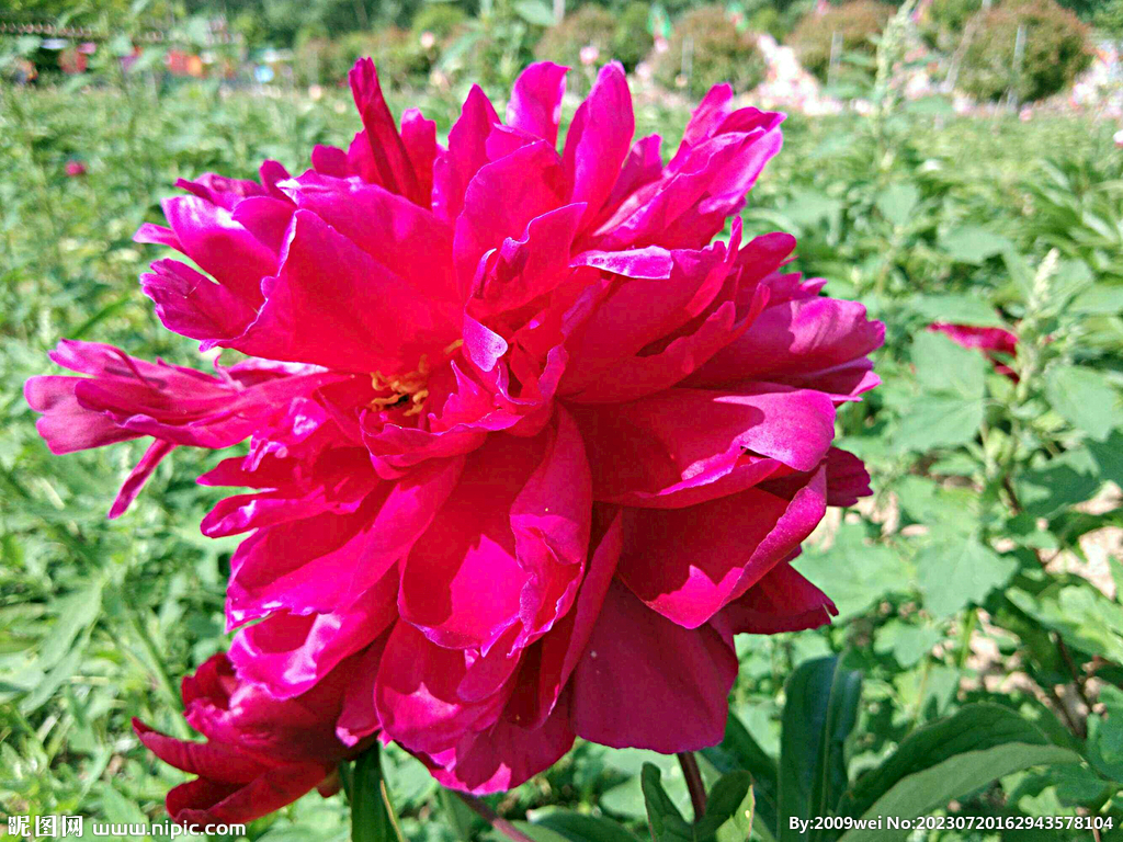 芍药花开