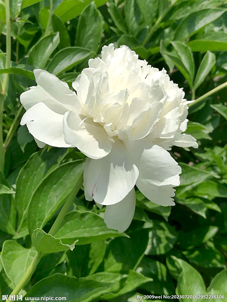芍药花开