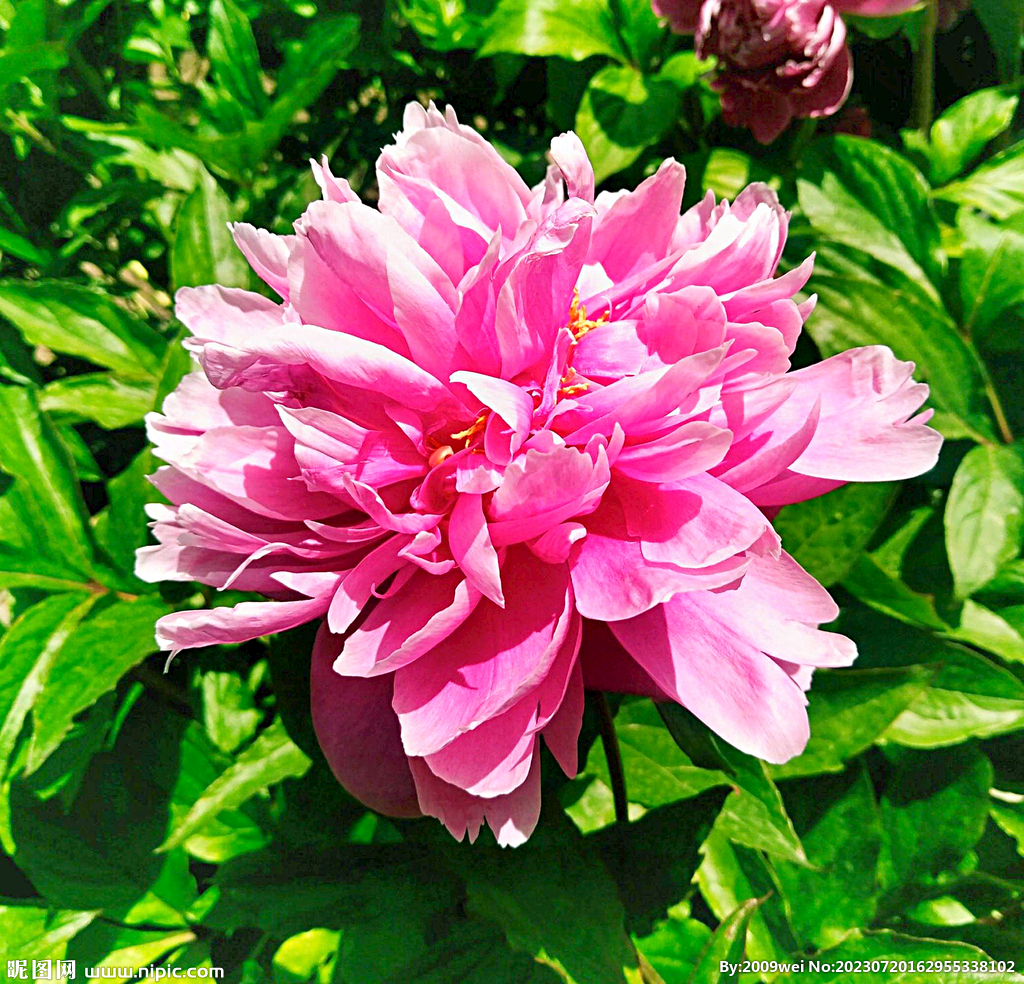芍药花开