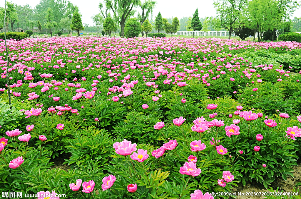 芍药花开