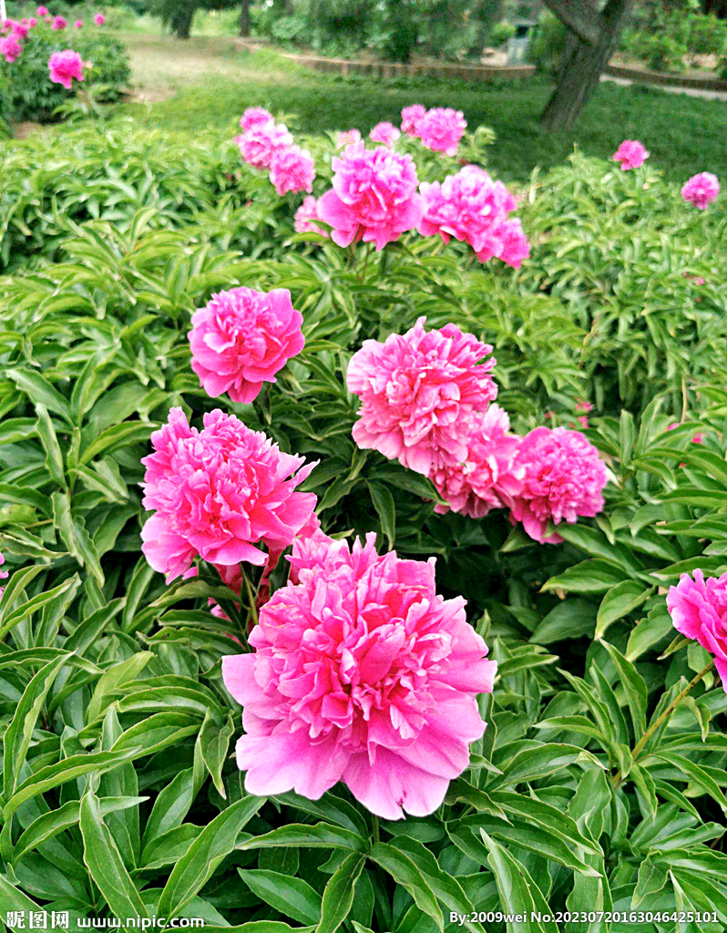 芍药花开