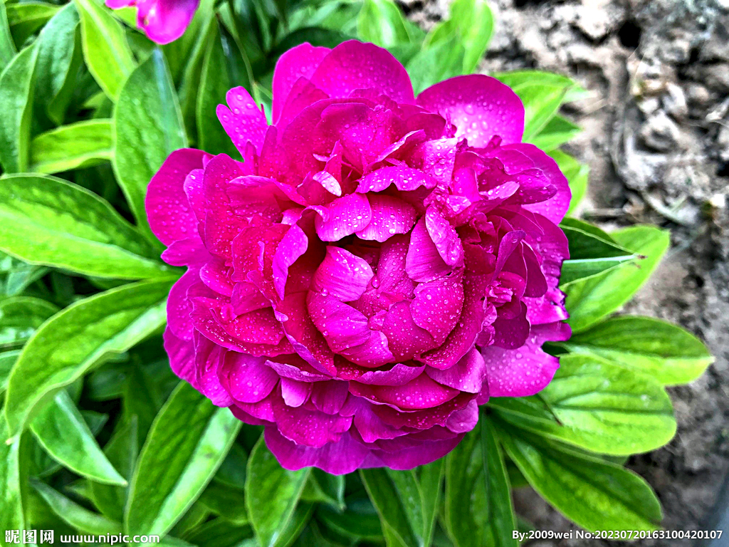 芍药花