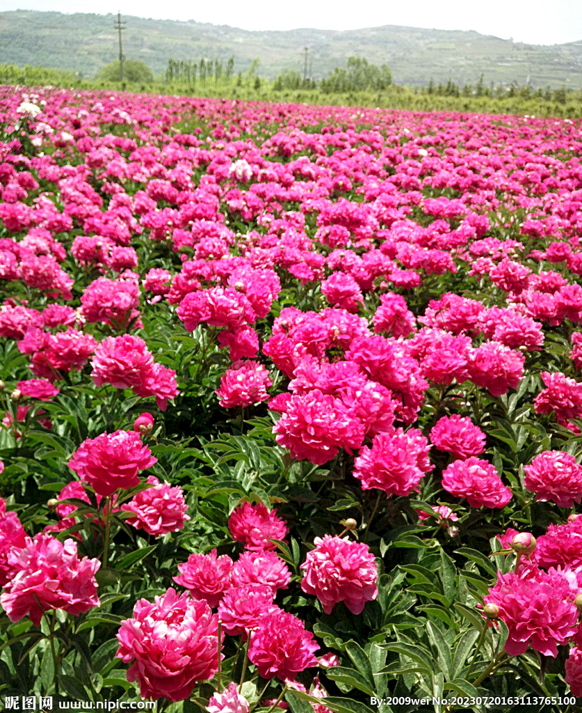 芍药花开