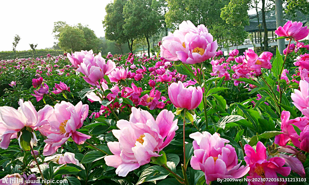 芍药花开