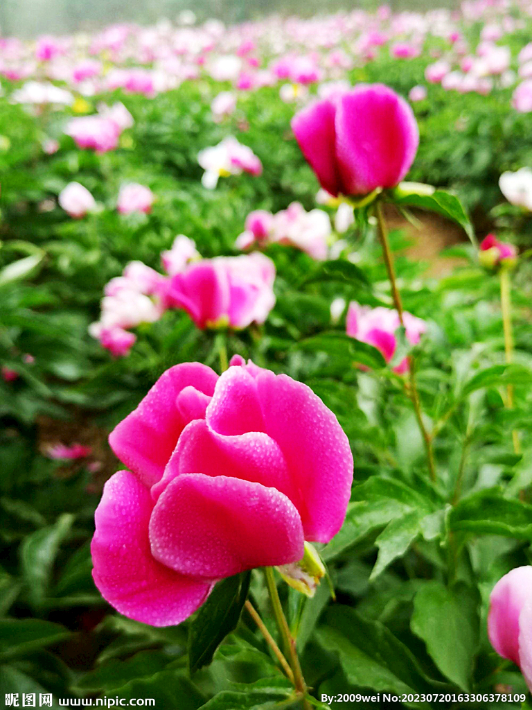 芍药花开