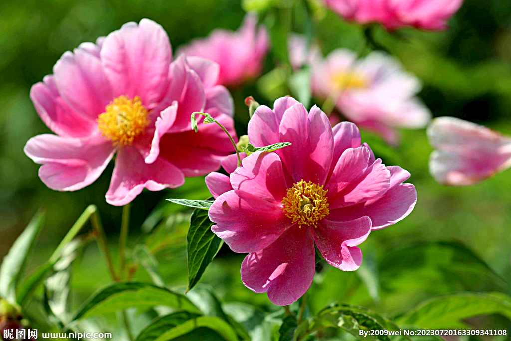 芍药花开