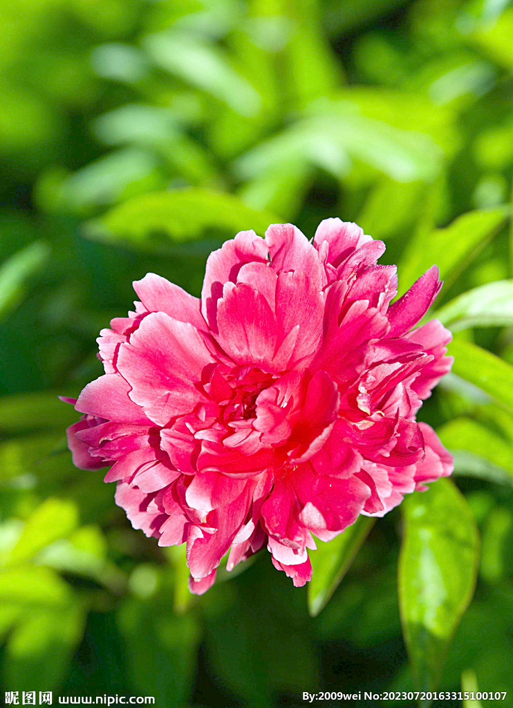 芍药花开
