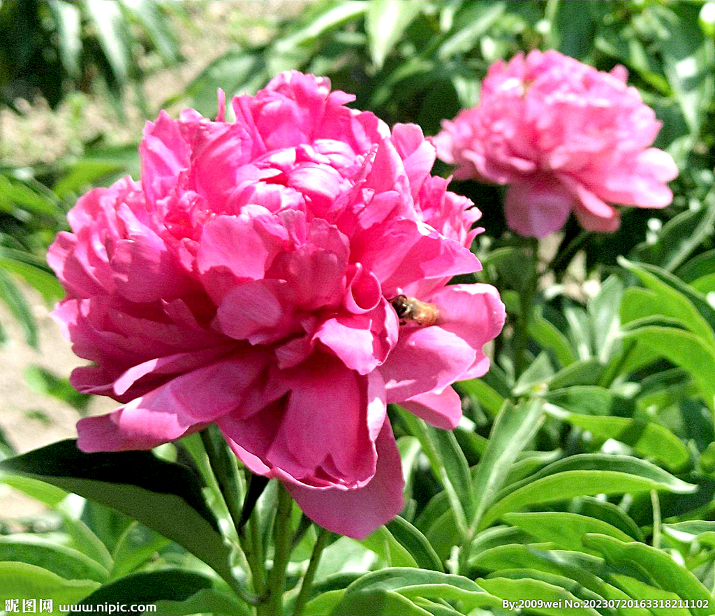芍药花开