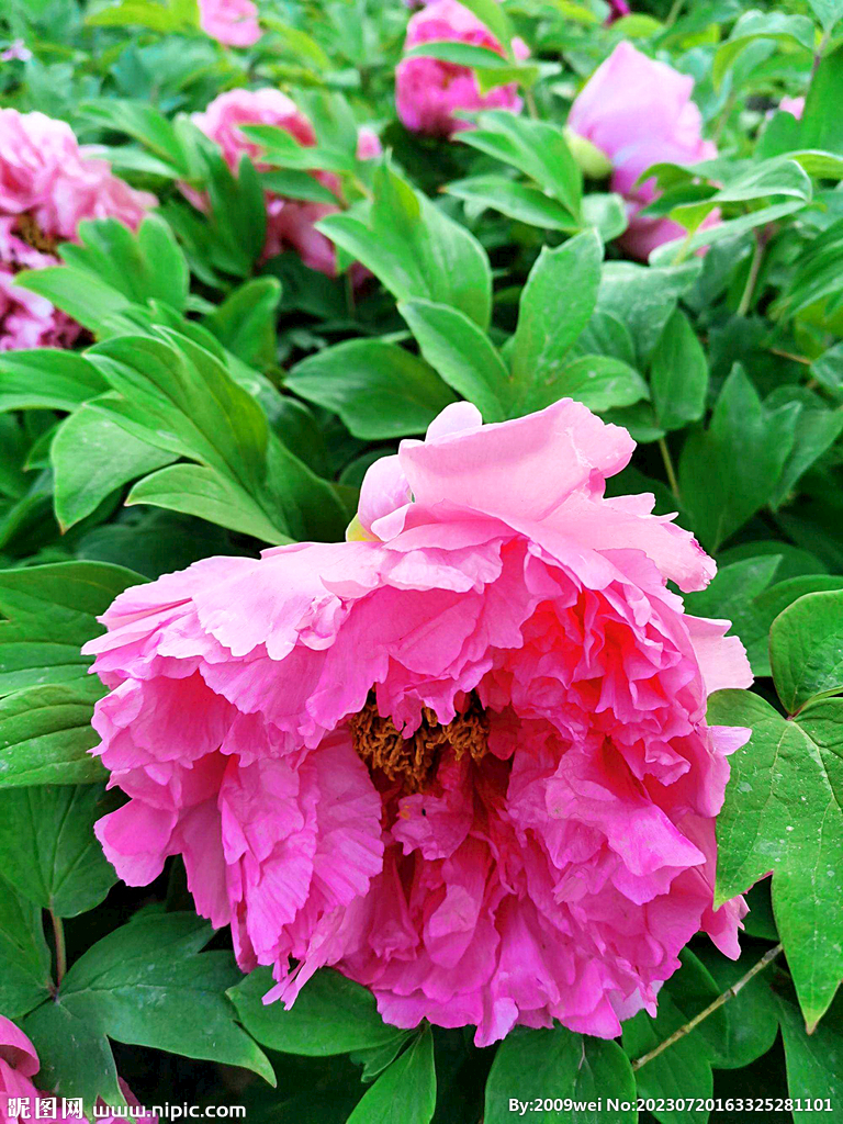 芍药花开