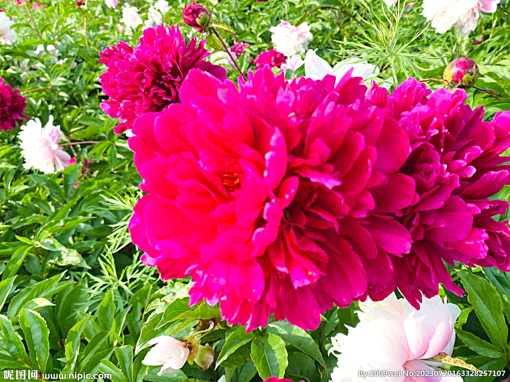 芍药花开