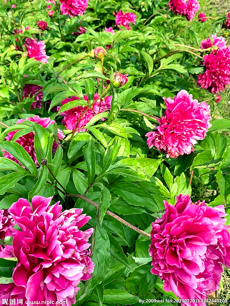 芍药花开